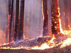 Ліс згорає за лічені хвилини