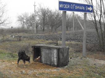 Біля Кірового виник міні-притулок для собак