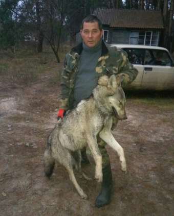 На Новосанжарщині застрелили вовка