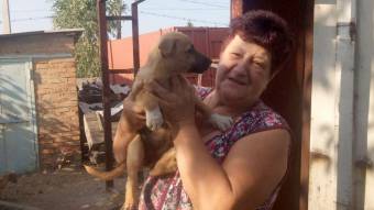 Лариса Кашина вигодовує бездомних собак по всьому місту