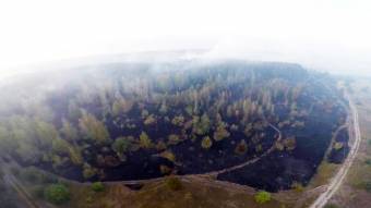 Вогонь знищив майже 20 гектарів лісу