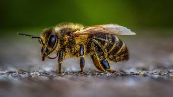 Не потруїть бджіл