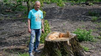 Вирубка дерев біля Кобеляк: кримінал шукає СБУ