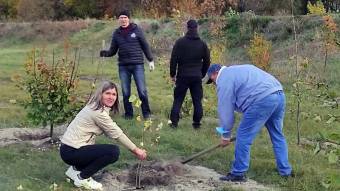 У Новосанжарській громаді висадили близько 10 000 дерев