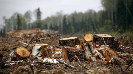 Порубка у кобеляцькій полезахисній лісовій смузі майже на 450 тис грн – на Полтавщині обвинувачують колишнього лісничого