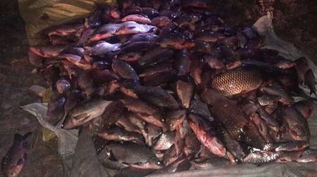 У Кременчуцькому районі поліцейські зупинили «Жигулі» із 150 кілограмами риби в багажнику