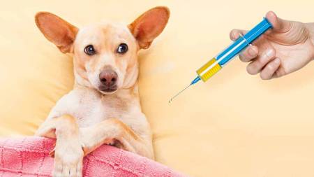 Собак і котів у основному вакцинують переселенці