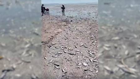 Через обміління Каховського водовховища на Дніпропетровщині гине риба