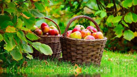 Осінь на порозі: шукаємо перевірені сорти яблунь