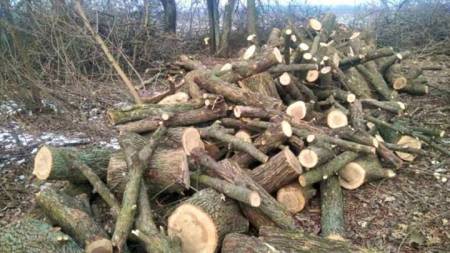Мешканця Чутівської громади судитимуть за випили дерев на півмільйона гривень