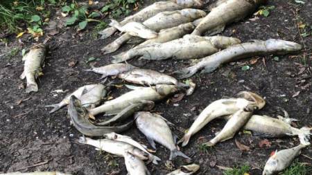 На Полтавщині поліція розслідує випадок масової загибелі риби