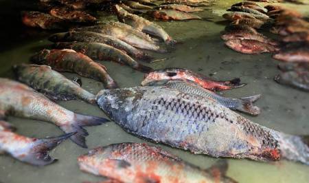 Незаконна риболовля вартістю в 190 тисяч гривень