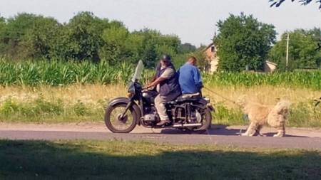 Чоловіку, який мотоциклом тягав собаку, призначили покарання