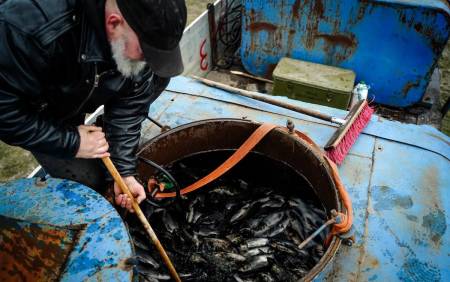 У Кам’янське водосховище випустили 26 тисяч рибин