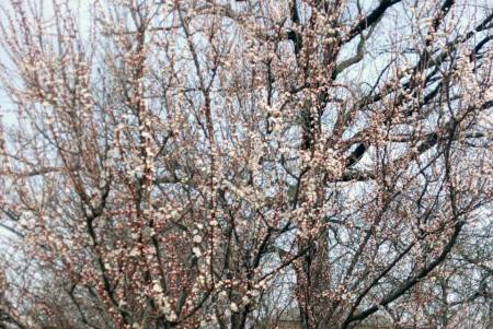 1 квітня в Кобеляках розквітнули абрикоси