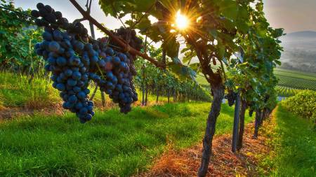 Догляд за виноградом: усе раніше на три тижні