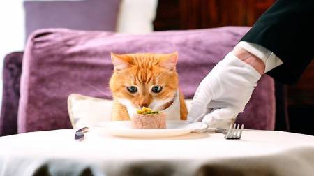 Корм для котів з чутливим травленням: як забезпечити оптимальне харчування для вашого улюбленця?