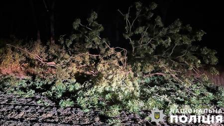 У Машівській громаді на чоловіка впало дерево