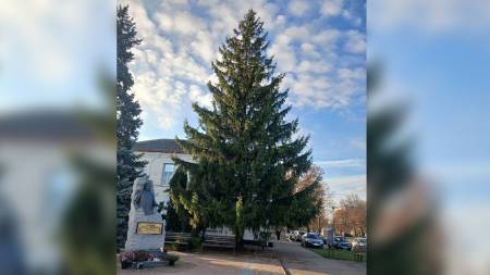 Головну новорічну ялинку прикрасять до 6 грудня