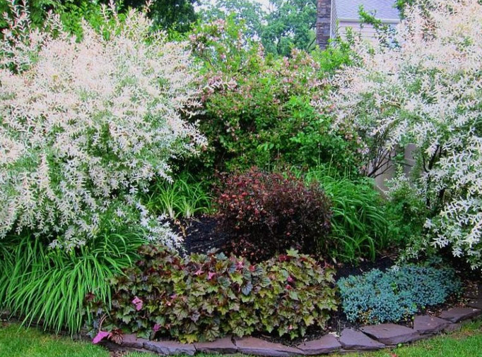 Декоративно-цветущие кустарники для сада: каталог с фото и названиями
