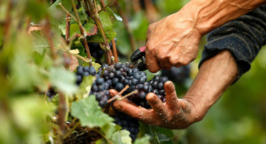 Як часто поливати виноград в домашніх умовах