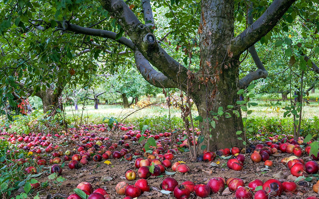 Як дізнатися що пора знімати яблука?