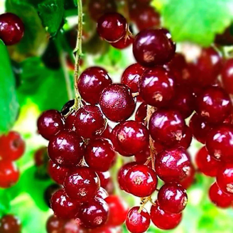 черенки червоної смородини купити