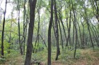 Крупицький ліс