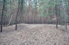 Крупицький ліс