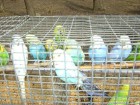Виставка голубів у Дніпропетровську 2011