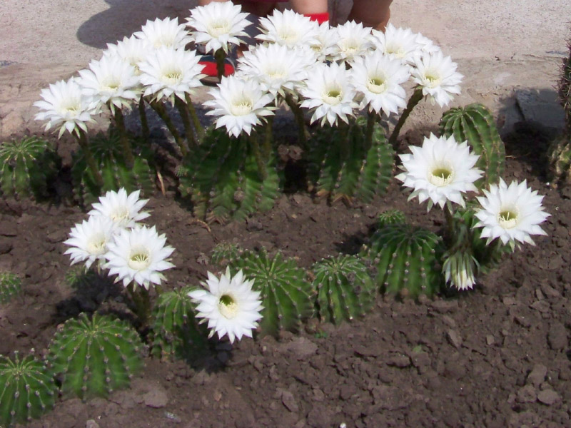 У Нових Санжарах зацвіли 88 кактусів