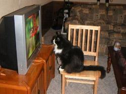 У Полтаві кішка освоїла... електронні прилади