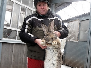 На Полтавщине живут кролики-гиганты