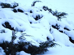Дачники біля свого будинку у снігу знайшли труп