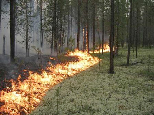 На выходных в Полтавской области было семь лесных пожаров