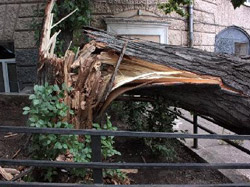 Сильный ветер в Кременчуге на выходных повалил два дерева
