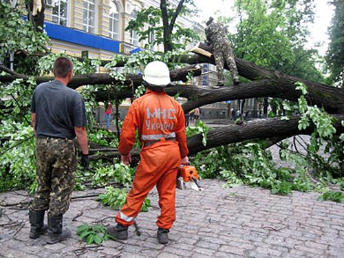 В центре Полтавы шквал свалил дерево