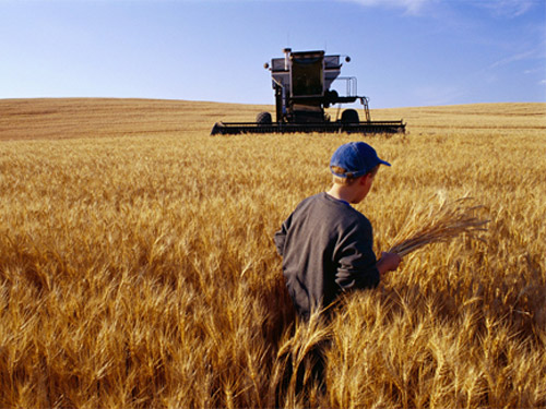 На Полтавщині зібрано вже 40% ранніх зернових