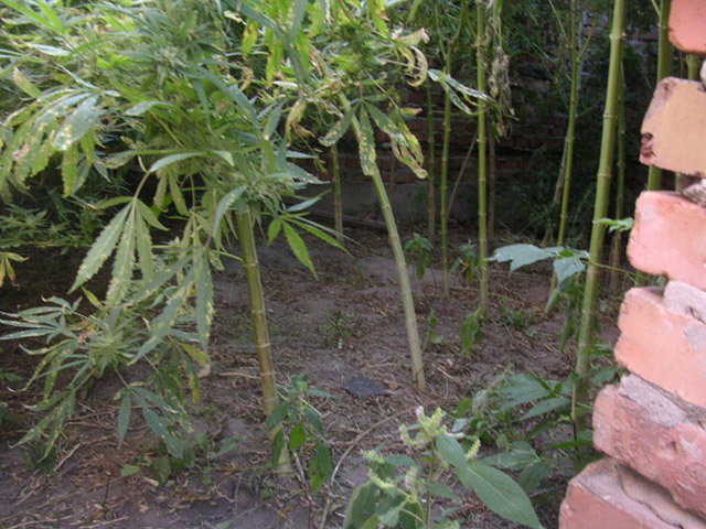 Науковець-фізик вирощував 4-метрові «дерева» коноплі