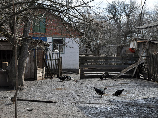 На Зіньківщині група злодіїв накрали худоби та птиці на 100 тисяч гривень