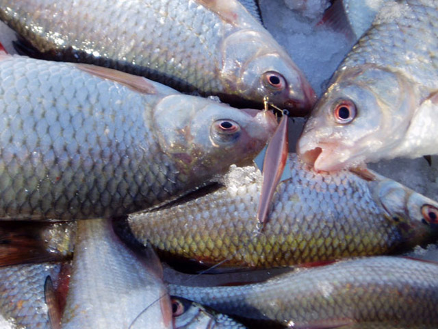 Міліціонери упіймали бракон’єра з тонною риби