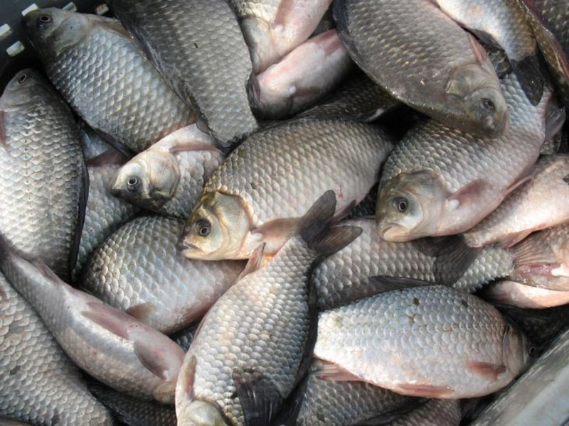 600 кілограмів риби та кримінальну відповідальність спіймали браконьєри