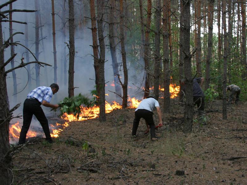 У Великобагачанському районі горів ліс