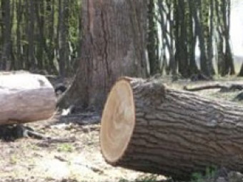 На Кобеляччині чоловік нарубав дров на півмільйона гривень