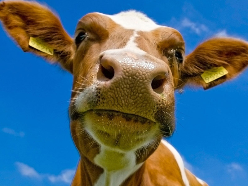 «Зараз тримати корову — це як наркоманія!»