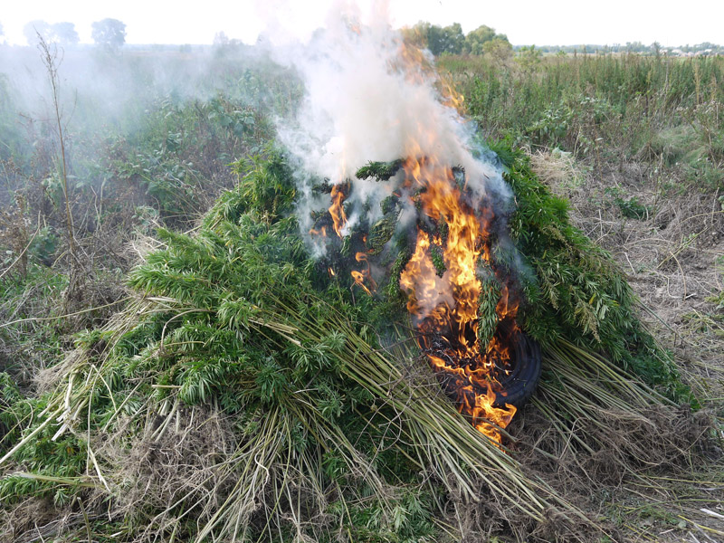 Співробітники СБУ в Полтавській області виявили та знищили три посіви наркомістких конопель
