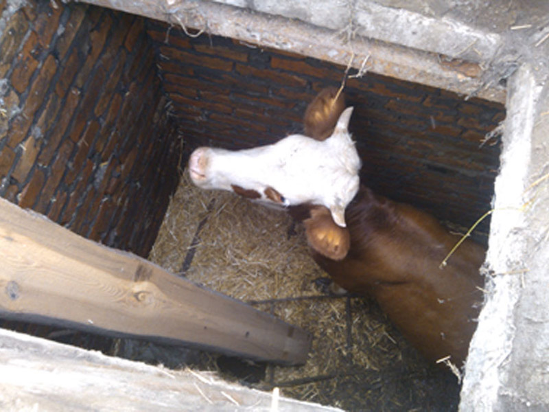 Рятувальники витягли корову з двохметрової ями