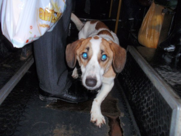 У Полтаві пес катається у автобусах і шукає свого хазяїна