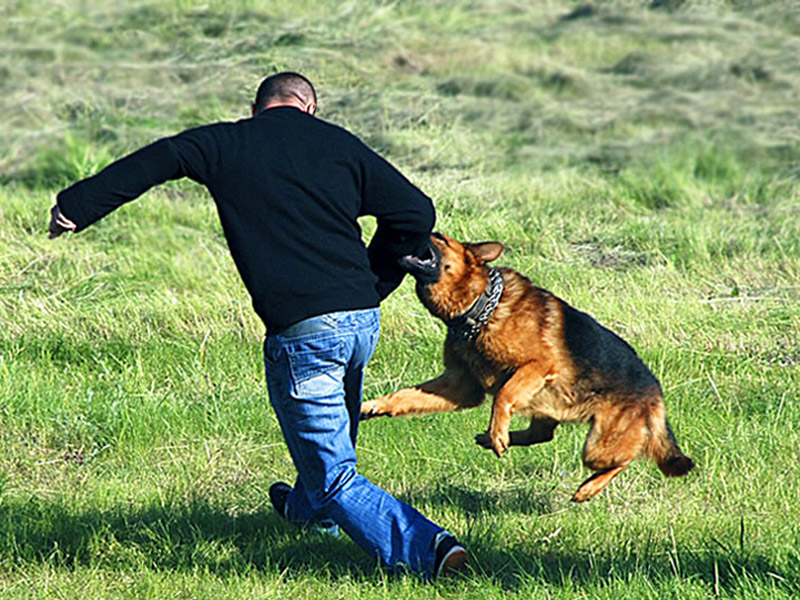 Як потрібно поводитися, коли на вас нападає собака