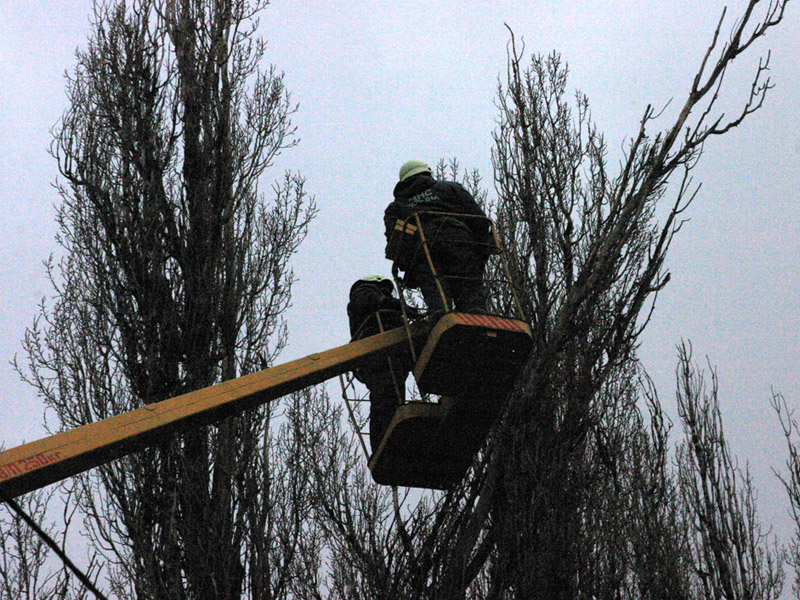 У Полтаві рятувальники запобігли падіння дерева